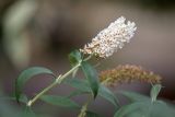 Buddleja davidii. Верхушка побега с соцветием. Краснодарский край, г. Сочи, м-р Лазаревское, парк. 04.11.2024.