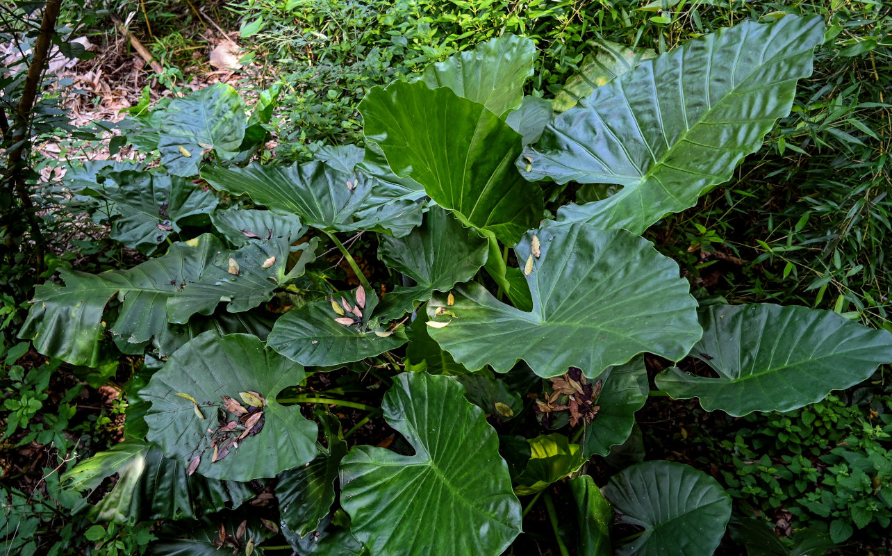 Image of Alocasia odora specimen.