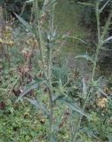 Cirsium vulgare