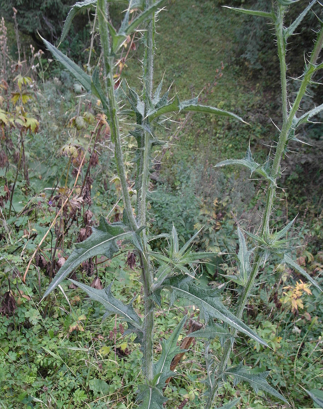 Image of Cirsium vulgare specimen.