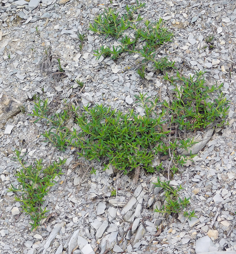 Изображение особи Thymus elenevskyi.