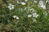 Cerastium arvense