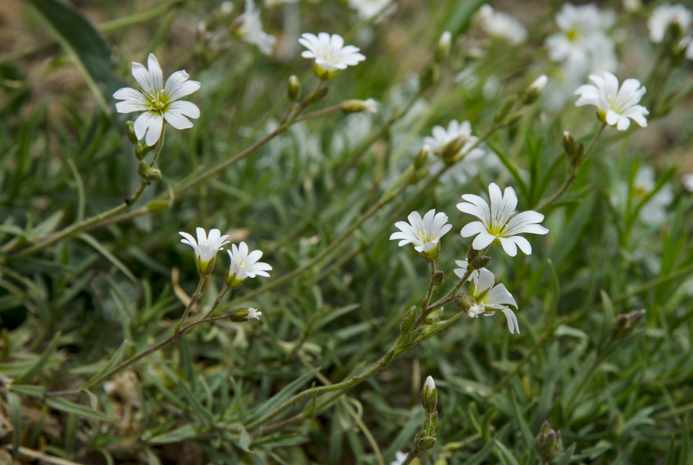 Изображение особи Cerastium arvense.