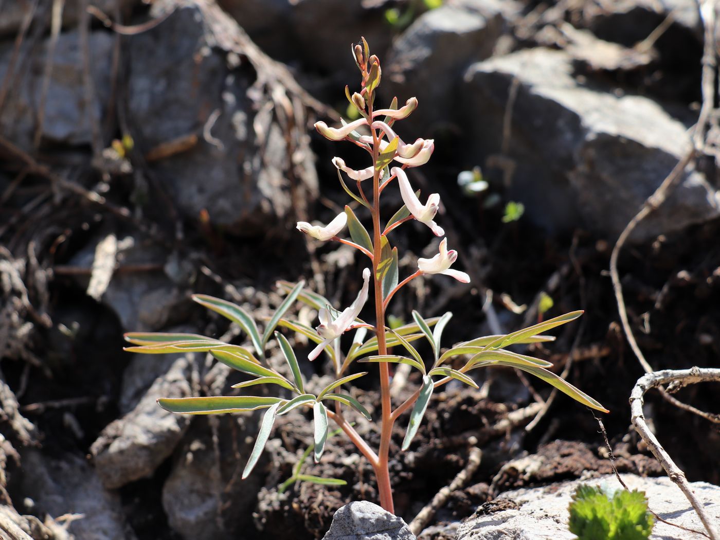 Изображение особи Corydalis pskemensis.