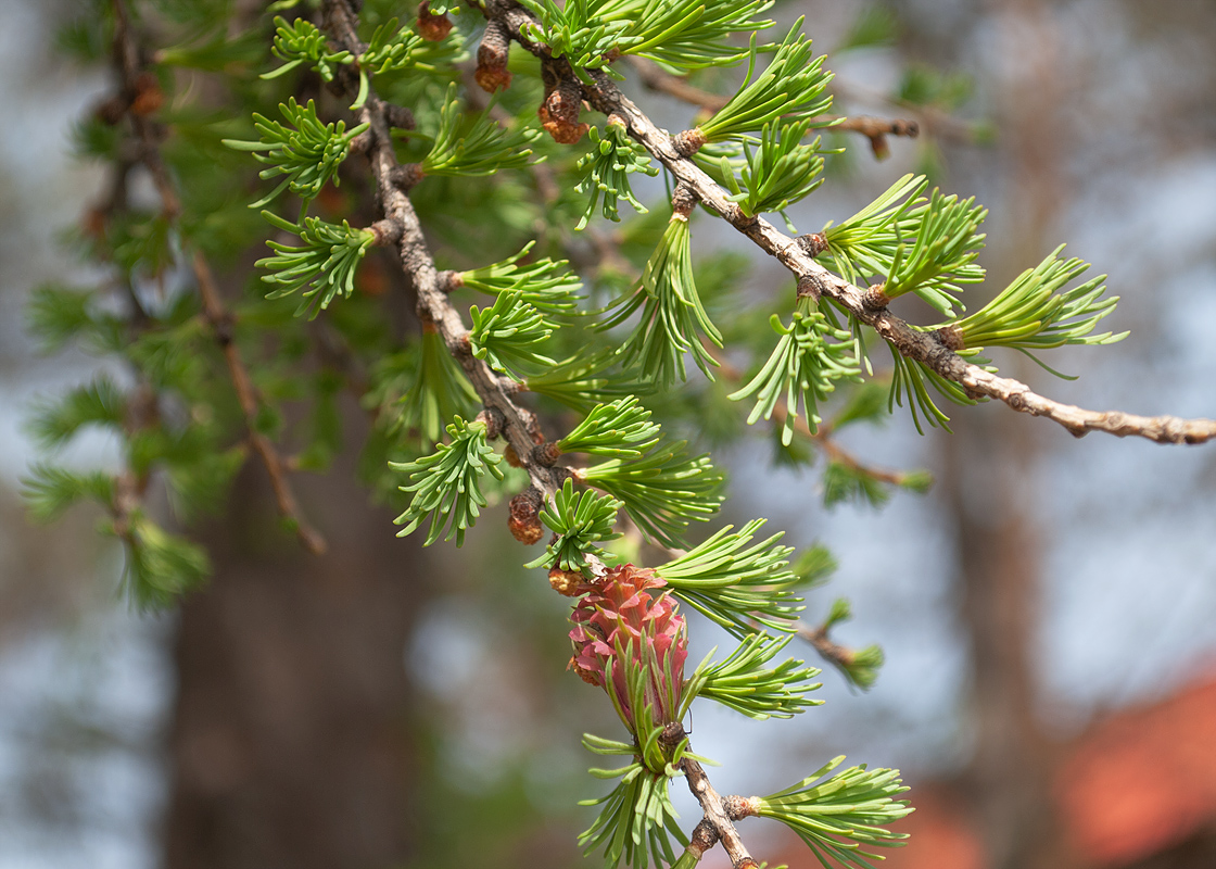 Image of Larix sibirica specimen.