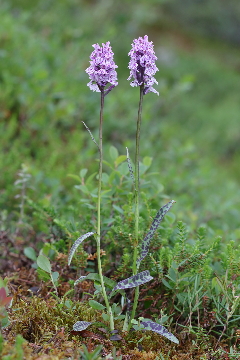 Image of Dactylorhiza psychrophila specimen.
