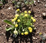 Anthemis rigida