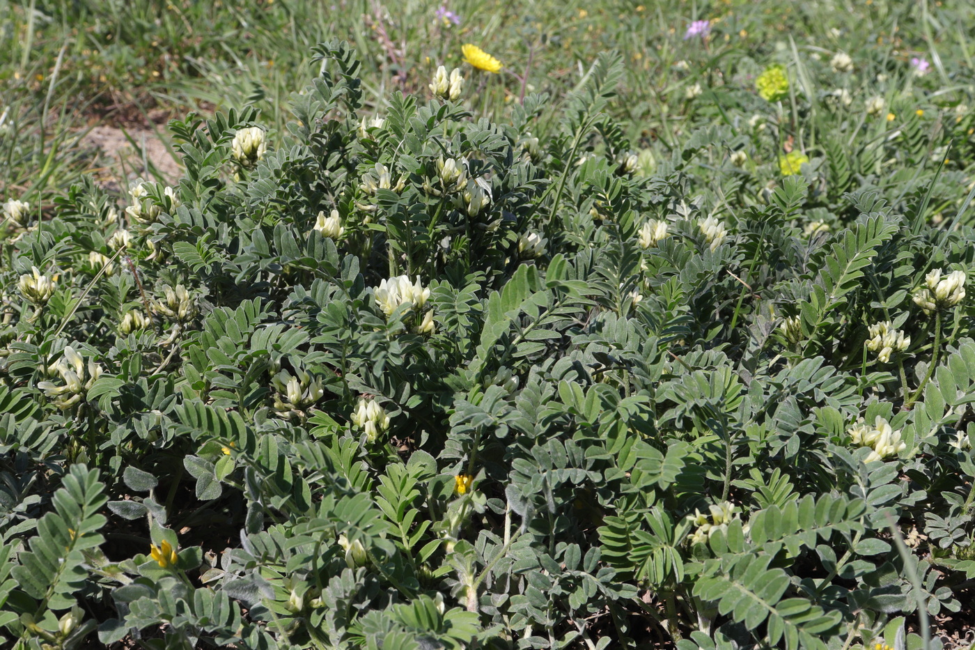 Image of Astragalus hamosus specimen.