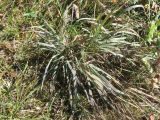 Смотреть изображение Phleum phleoides