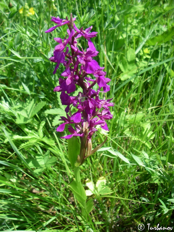 Image of Anacamptis laxiflora ssp. elegans specimen.