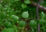 View full-size image genus Betula