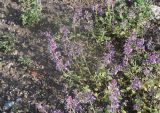View full-size image genus Nepeta