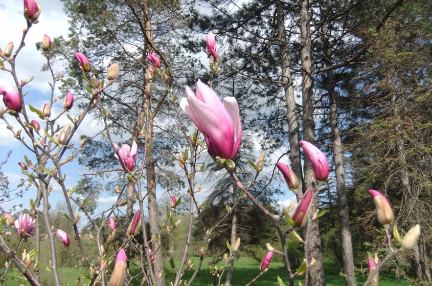 Image of genus Magnolia specimen.