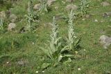 View full-size image genus Verbascum