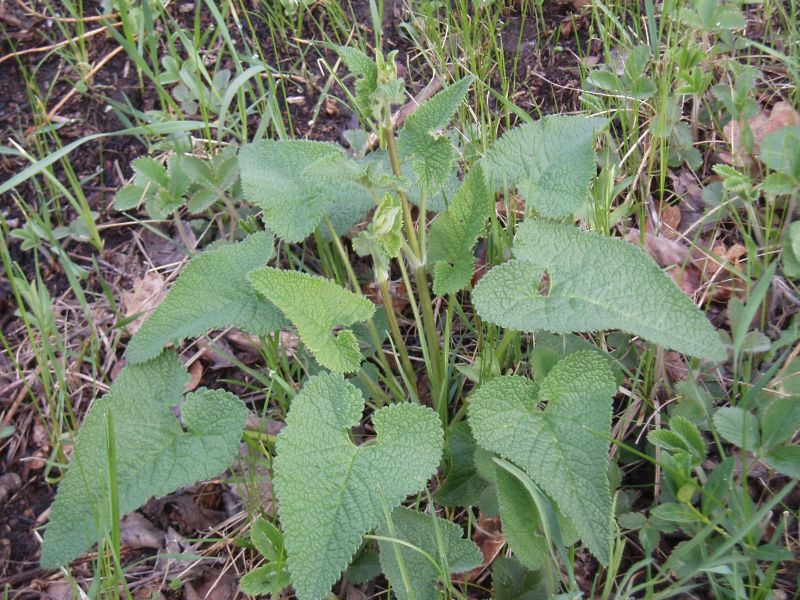 Image of Phlomoides tuberosa specimen.