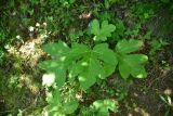 View full-size image genus Heracleum