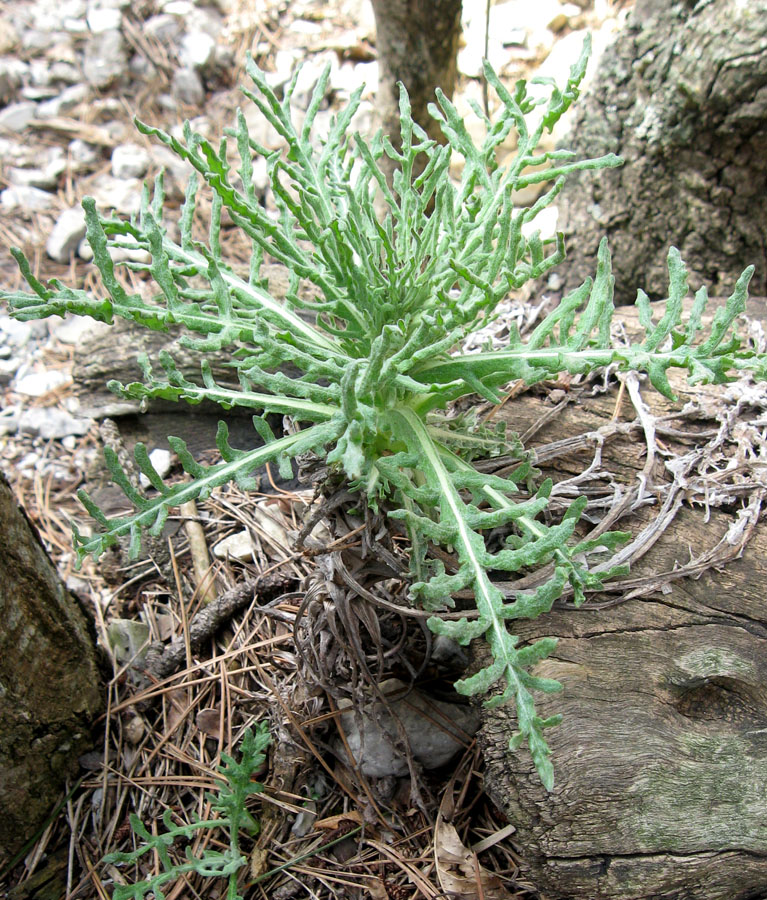 Image of Jurinea roegneri specimen.