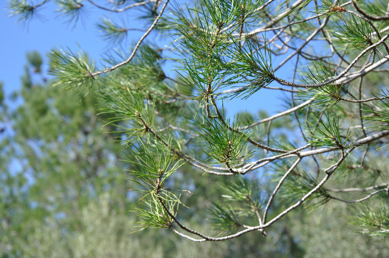 Изображение особи Pinus pinea.