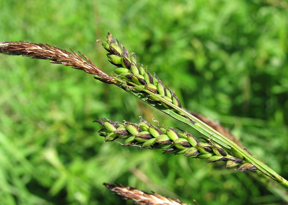 Image of Carex cespitosa specimen.