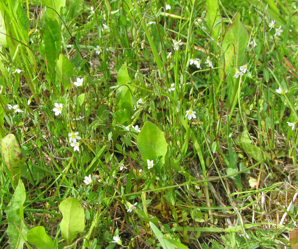 Изображение особи Linum catharticum.