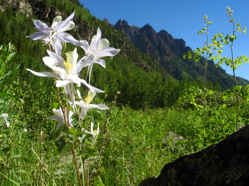 Изображение особи Aquilegia coerulea.