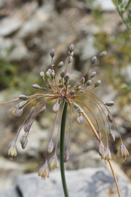 Image of Allium paczoskianum specimen.