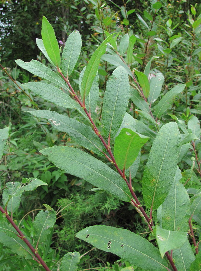 Image of Salix &times; laurina specimen.