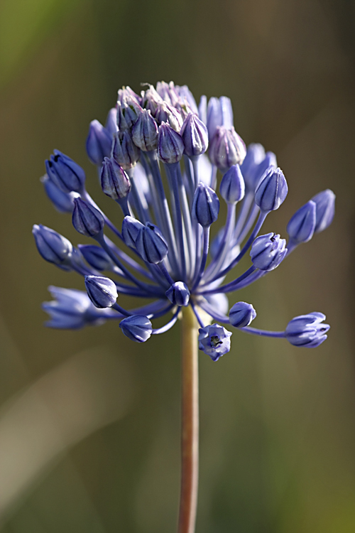 Image of Allium caesium specimen.