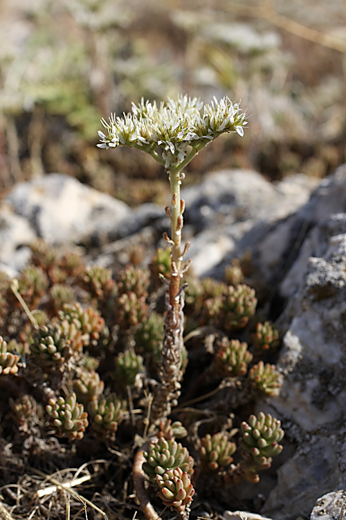 Image of Sedum alberti specimen.