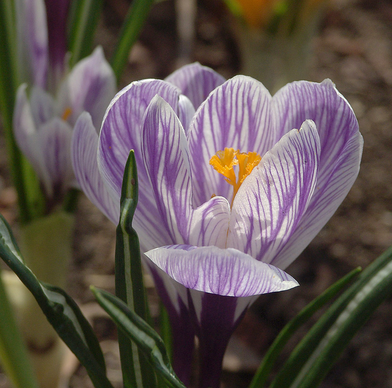 Изображение особи Crocus vernus.