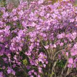 Rhododendron mucronulatum