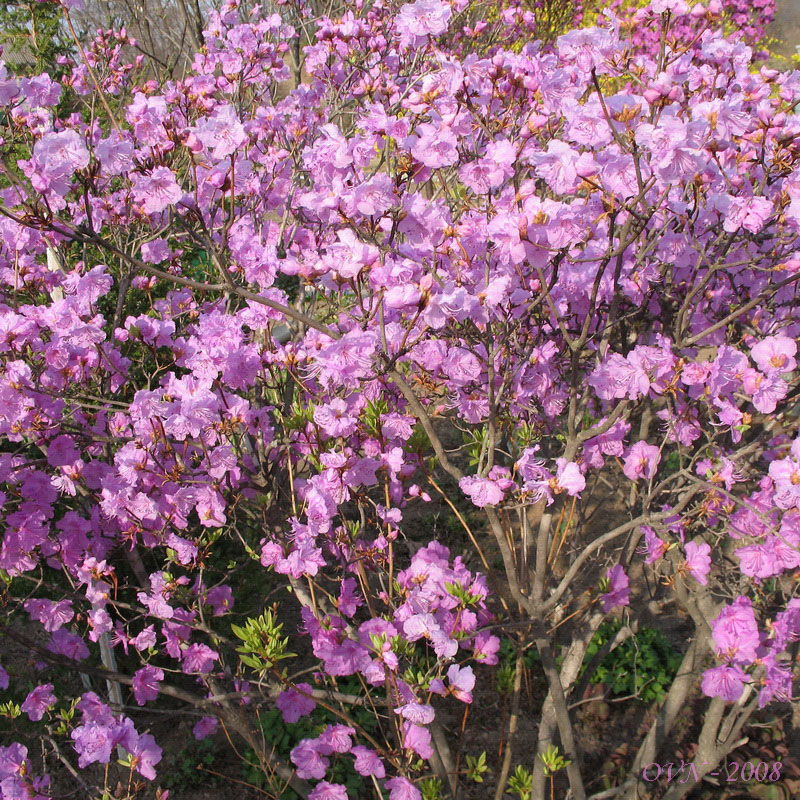 Image of Rhododendron mucronulatum specimen.