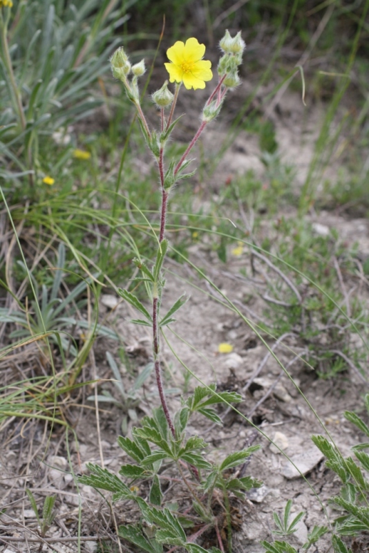 Image of Potentilla callieri specimen.