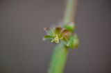 Rumex aeroplaniformis