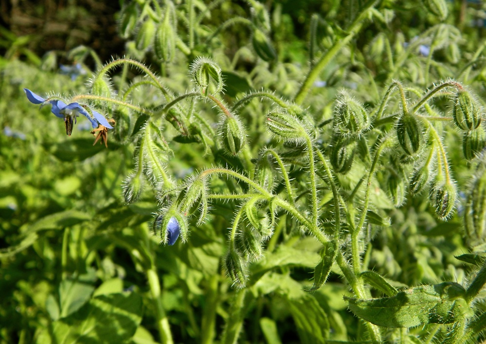 Изображение особи Borago officinalis.