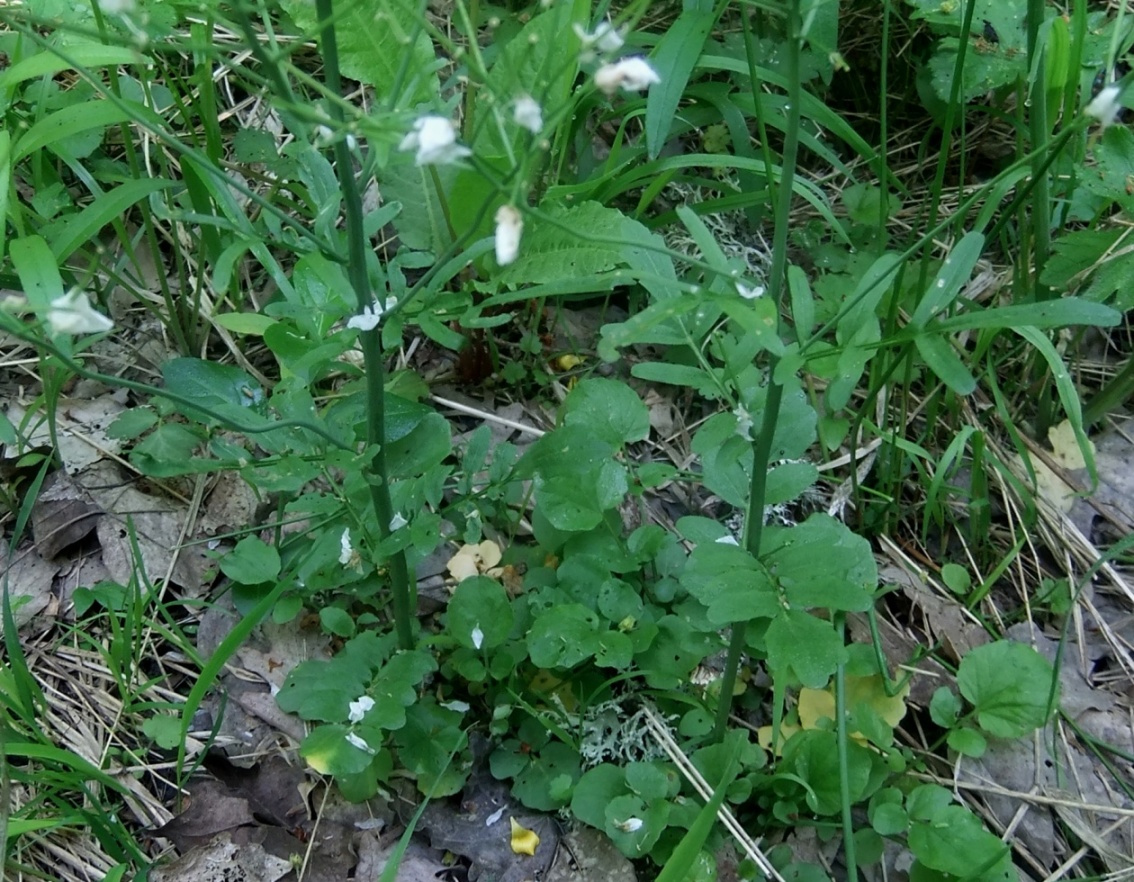 Image of Cardamine tenera specimen.