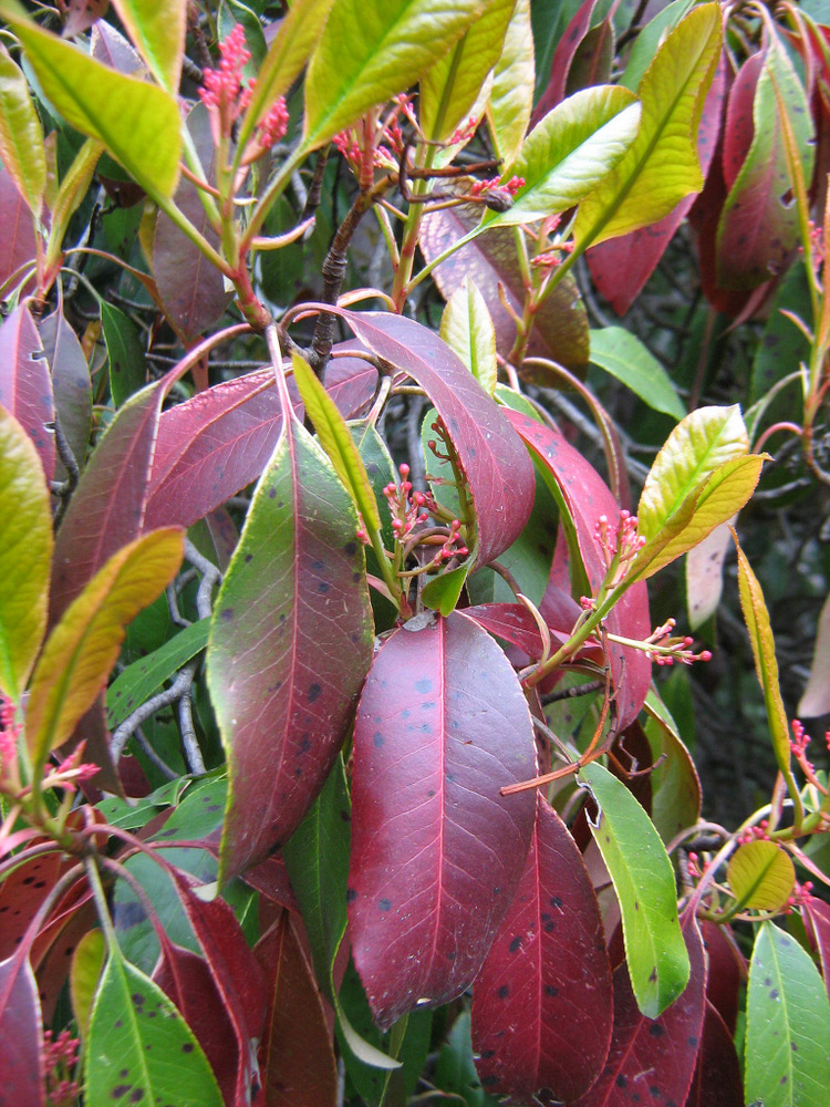 Image of Photinia serratifolia specimen.