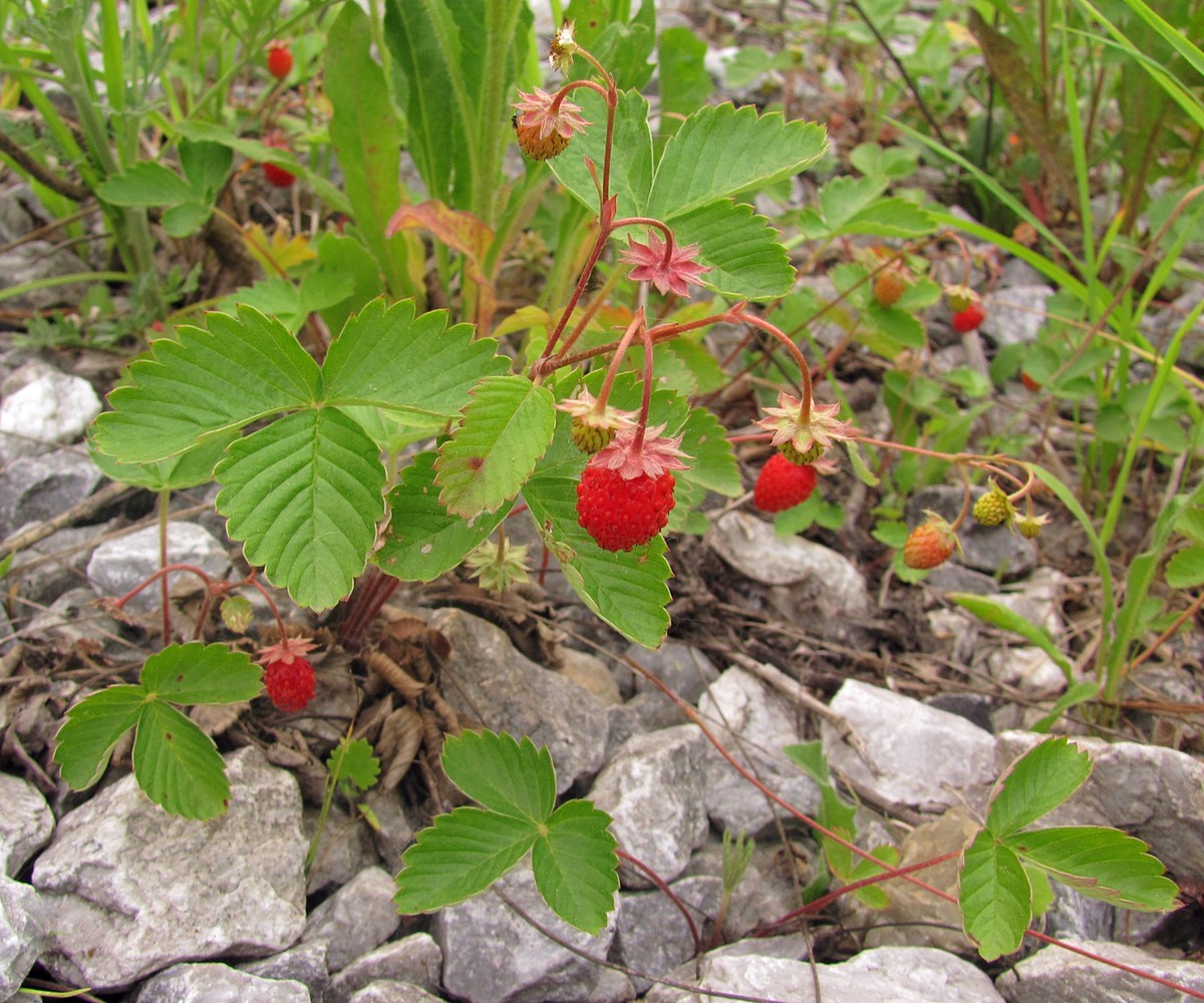 Image of Fragaria vesca specimen.