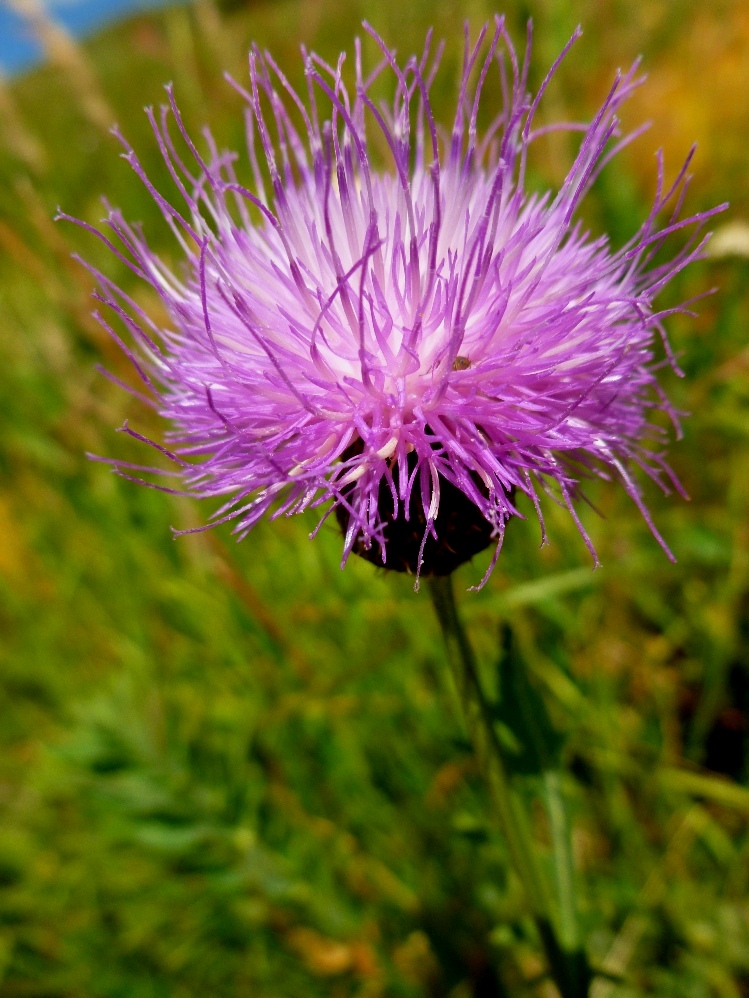 Image of Klasea biebersteiniana specimen.