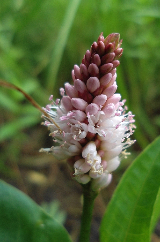 Изображение особи Persicaria amphibia.