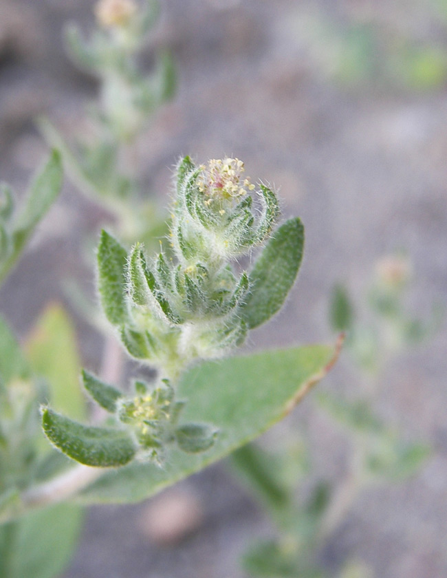 Изображение особи Axyris caucasica.