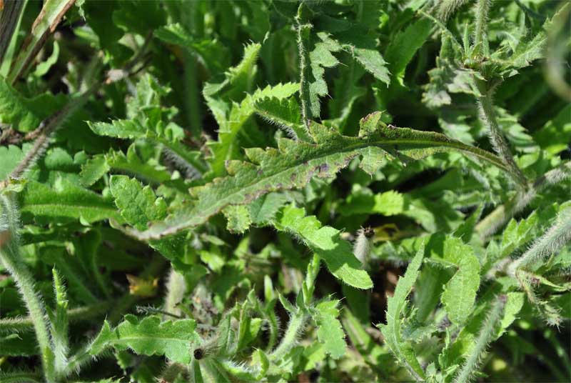 Image of Papaver oreophilum specimen.