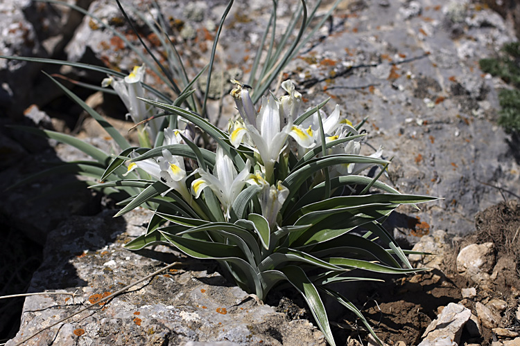 Image of Juno orchioides specimen.