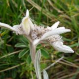 Leontopodium подвид alpinum