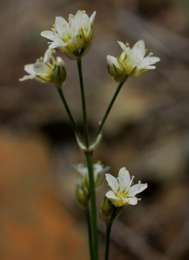 Image of Eremogone ikonnikovii specimen.