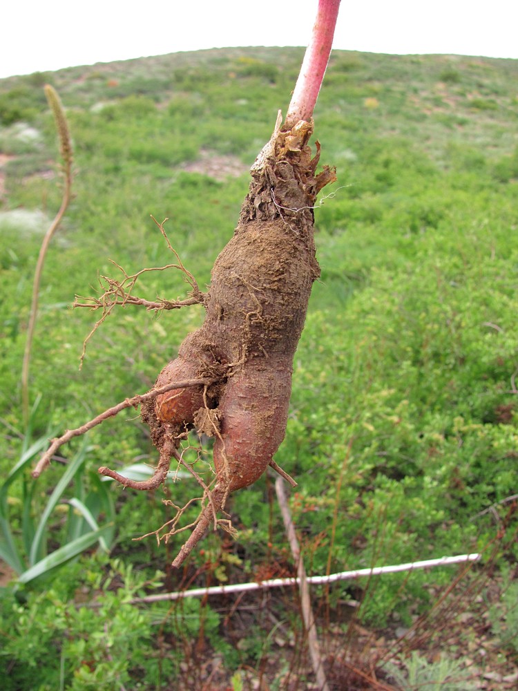 Image of Biebersteinia multifida specimen.