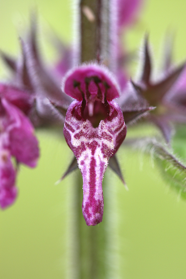 Image of Stachys sylvatica specimen.