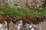 Arctostaphylos uva-ursi. Куртина растений на уступе берегового обрыва. Карелия, Ладожское озеро, о. Валаам, район метеостанции. 14.05.2012.