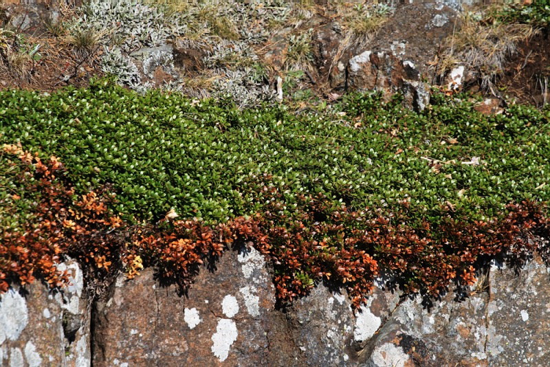 Image of Arctostaphylos uva-ursi specimen.