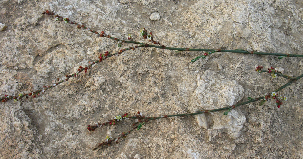 Image of Polygonum equisetiforme specimen.